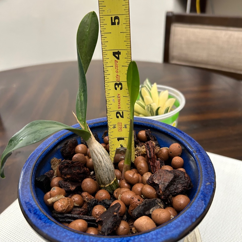 🌼 Rare Australian Dendrobium Orchid ( Only 1 offered this year)_ Collection #3. - Picture 11 of 13